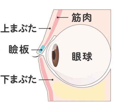 まぶたの構造